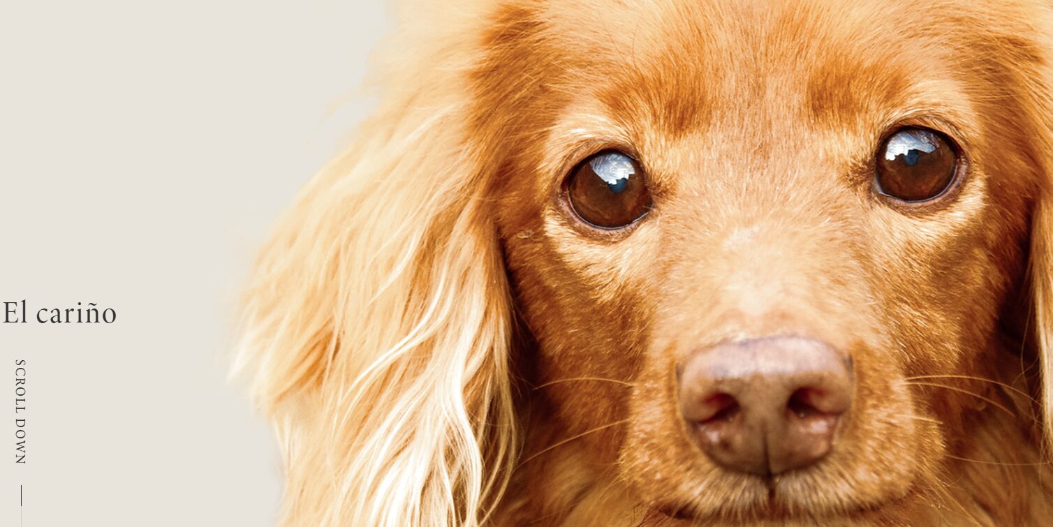 El cariño(エル カリーニョ)